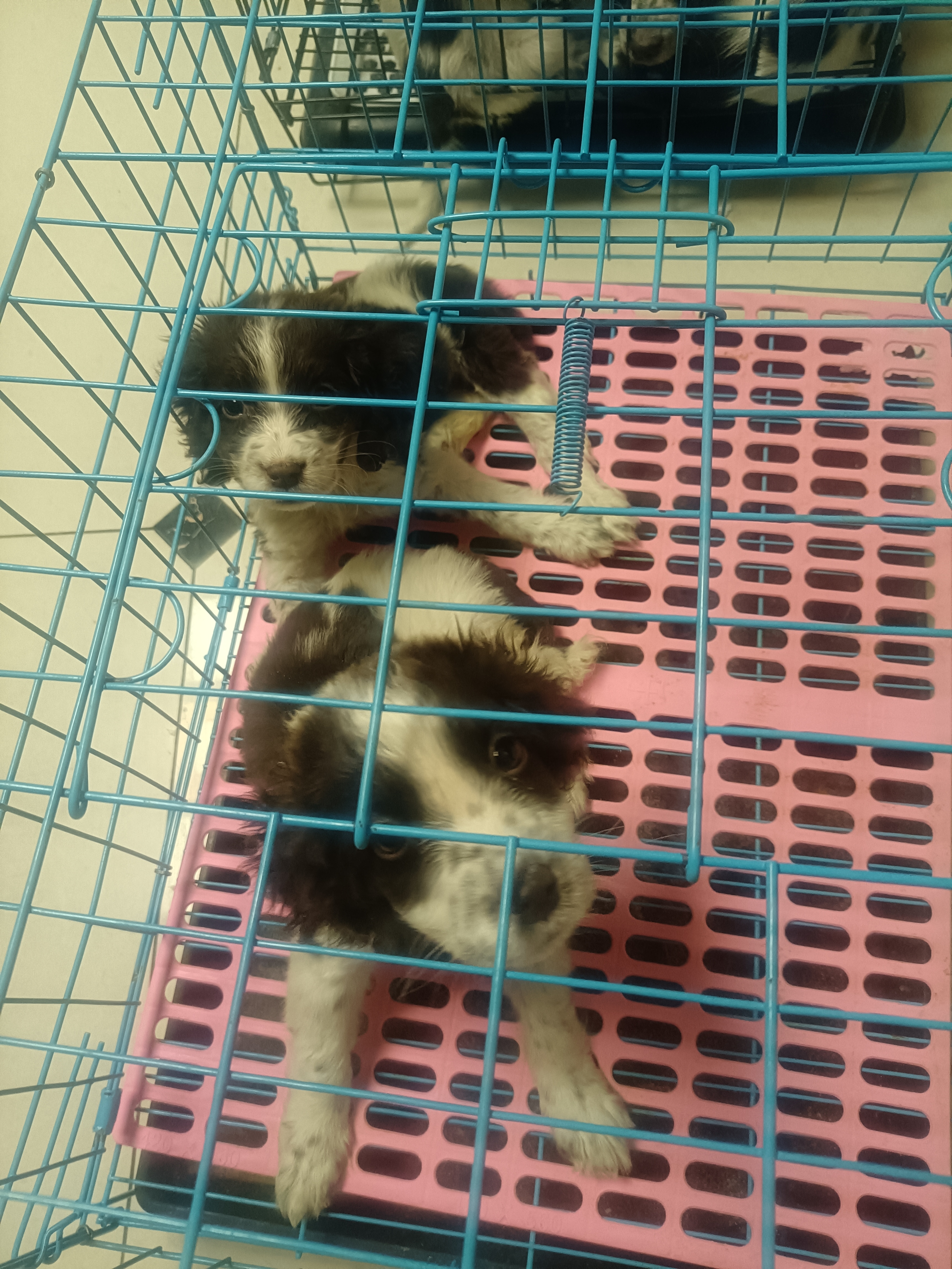 史宾格搜索犬缉毒犬工作犬心理治愈系狗狗